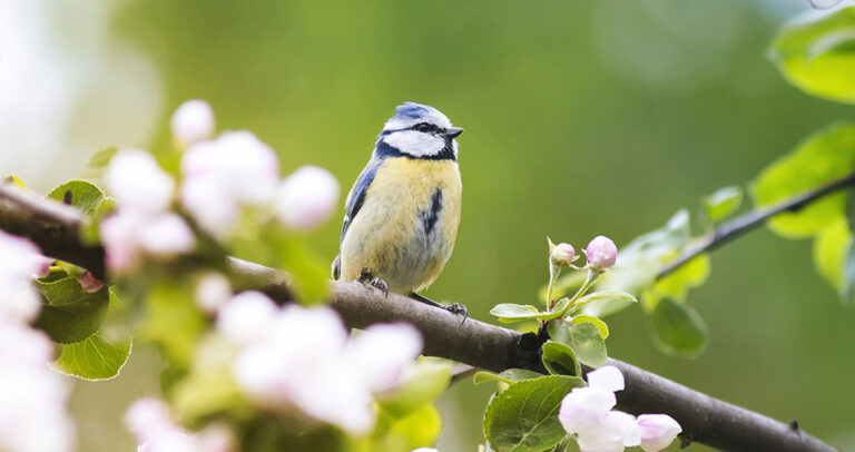 Bird on a tree in Mallorca