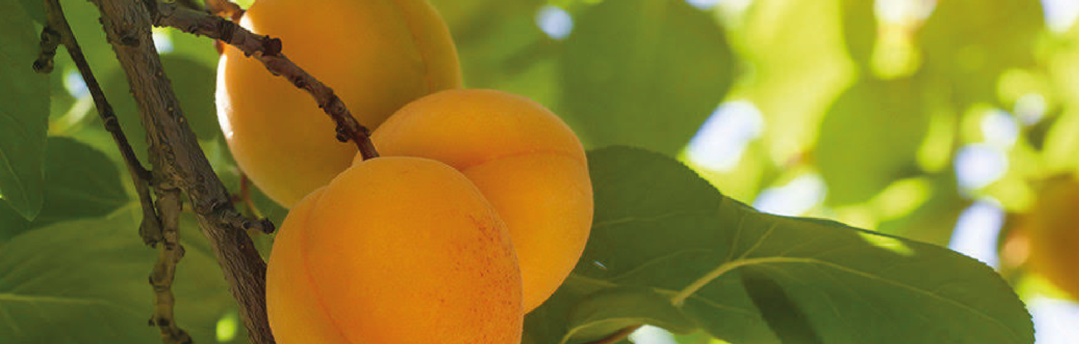 Ripe apricots