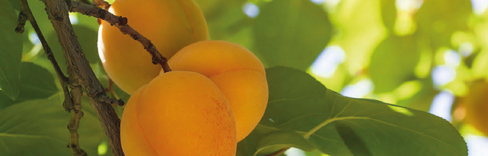 Ripe apricots ready to eat