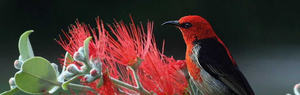 Red bird on flowers