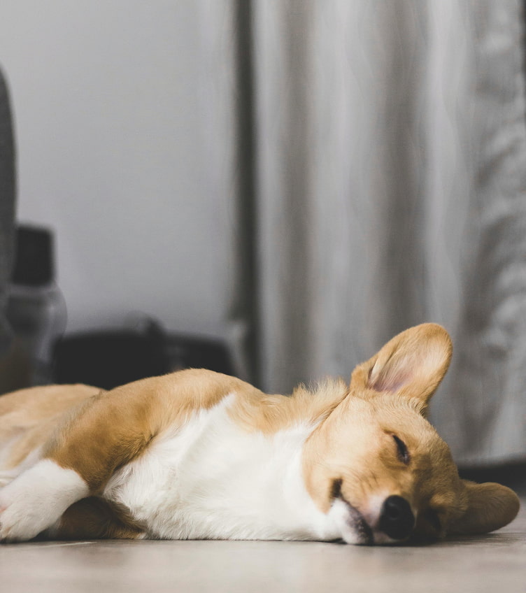 Hoposa Panorama ist haustierfreundlich Schlafender Hund auf dem Boden liegend